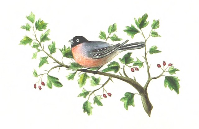 Super-precious squee-worthy drawing of a little robin on a holly bush. SO CUTE, EEEEE. 